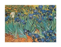 Garden Of Irises Fine Art Print