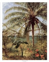 Palm Tree, Nassau 1892 Framed Print