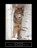 Wisdom - Gray Wolf Fine Art Print