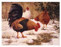 December Chickens Fine Art Print