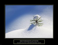 Determination - Little Pine Fine Art Print