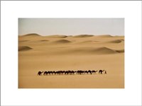 Camel Train, Mauritania Fine Art Print