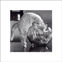 Bowl Of Cats Fine Art Print