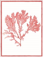 Sea Things I Fine Art Print