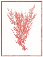 Sea Things II Fine Art Print