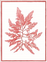 Sea Things III Fine Art Print