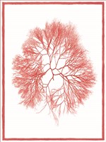 Sea Things IV Fine Art Print