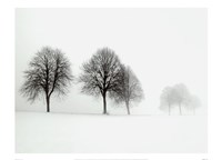 Winter Trees II by Ilona Wellmann - 28" x 20"