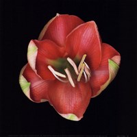 Coral Tulip by Mali Nave - 8" x 8"
