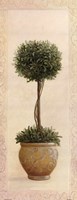 Topiary Ball I by Mali Nave - 8" x 20"