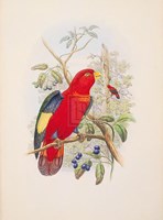 Lorius Tibialis Fine Art Print