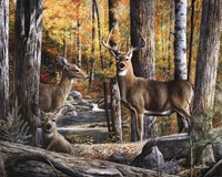 Broken Silence II Fine Art Print