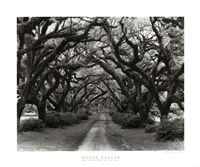 Path In The Oaks #2, Louisiana Fine Art Print