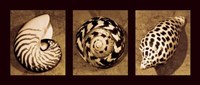 Shell Trio Fine Art Print