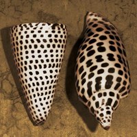 Cone Seashell Fine Art Print