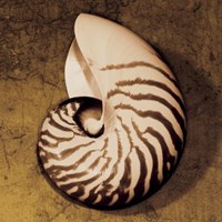 Nautilus Fine Art Print