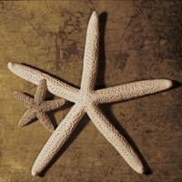 Starfish Fine Art Print