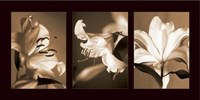 Lily Trio Fine Art Print