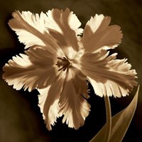 Parrot Tulip I Fine Art Print