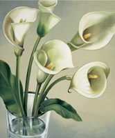 Calle In Vaso Fine Art Print