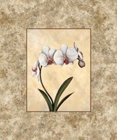 Perfection I Fine Art Print