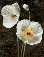 Poppies I Fine Art Print
