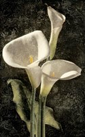 Callas I Fine Art Print