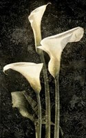 Callas II Fine Art Print