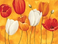 Festa Di Tulipani Fine Art Print