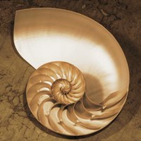 Chambered Nautilus Fine Art Print