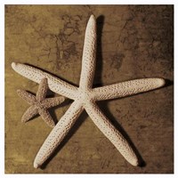 Starfish Fine Art Print