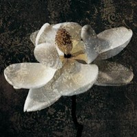 Magnolia II Fine Art Print