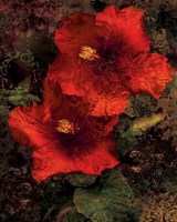 Hibiscus II Fine Art Print