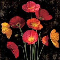 Poppy Bouquet I Fine Art Print