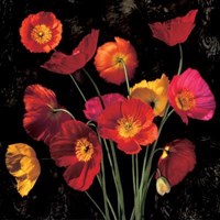 Poppy Bouquet II by John Seba - 10" x 10"