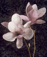 Pink Magnolias I Fine Art Print