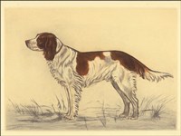 Hunting Dogs-Spaniel Fine Art Print