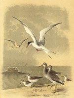 Coastal Dwellers I Fine Art Print