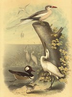 Coastal Dwellers II Fine Art Print