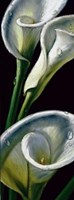 Dewdrop Callas Fine Art Print