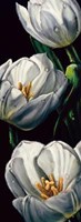 Dewdrop Tulips by Mali Nave - 12" x 32"