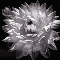 White Dahlia II Fine Art Print