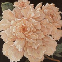 Ivory Peonies Fine Art Print