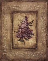 Savin Lilac Fine Art Print