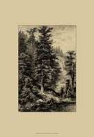 Noble Fir Fine Art Print