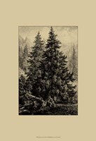 Spruce Pine Fine Art Print