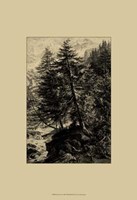 Larch Tree Fine Art Print