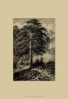 Wild Pine Fine Art Print