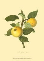 Grange Apple Fine Art Print