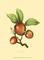 Woodcock Fine Art Print